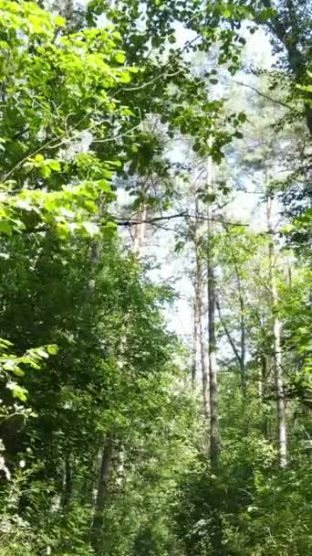 Vídeo vertical del bosque de verano durante el día — Vídeos de Stock
