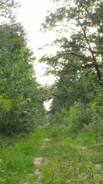 Gündüz yaz ormanlarının dikey videosu