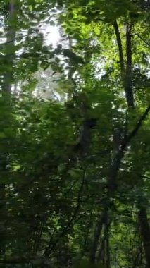 Gündüz yaz ormanlarının dikey videosu