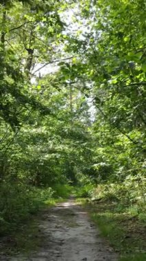 Gündüz yaz ormanlarının dikey videosu