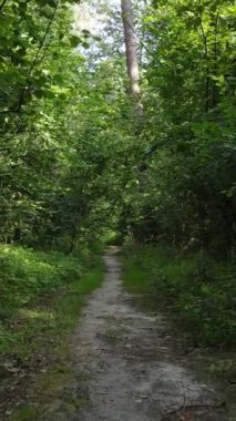 Gündüz yaz ormanlarının dikey videosu