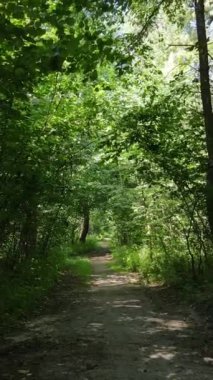 Gündüz yaz ormanlarının dikey videosu