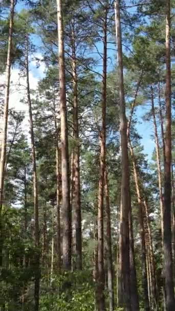 Video vertikal musim panas hutan demi hari — Stok Video