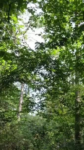Pionowe wideo z letnim lasem w dzień — Wideo stockowe