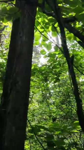 Vertical video of summer forest by day — Stock Video