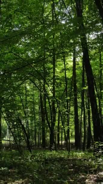 Függőleges videó a nyári erdőről nappal — Stock videók