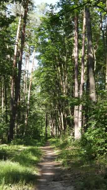 Vídeo vertical da floresta de verão por dia — Vídeo de Stock