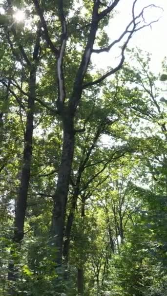 Vídeo vertical del bosque de verano durante el día — Vídeo de stock