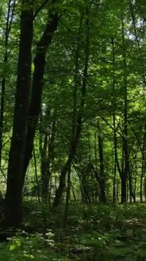 Gündüz yaz ormanlarının dikey videosu