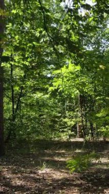 Gündüz yaz ormanlarının dikey videosu