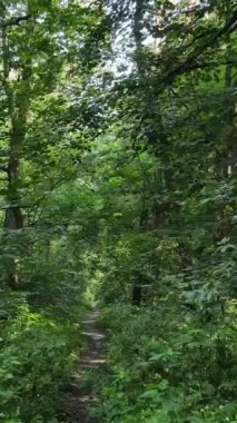 Gündüz yaz ormanlarının dikey videosu