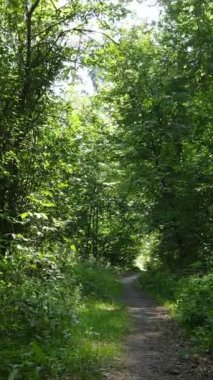 Gündüz yaz ormanlarının dikey videosu