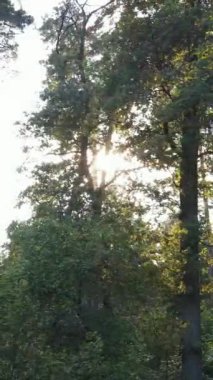 Gündüz yaz ormanlarının dikey videosu