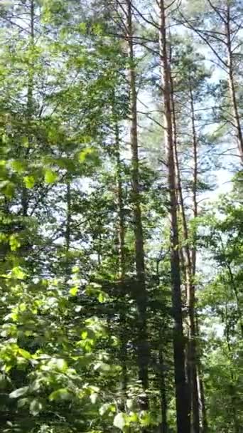 Video verticale della foresta estiva di giorno — Video Stock