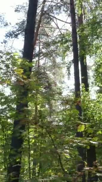 Vídeo vertical del bosque de verano durante el día — Vídeos de Stock