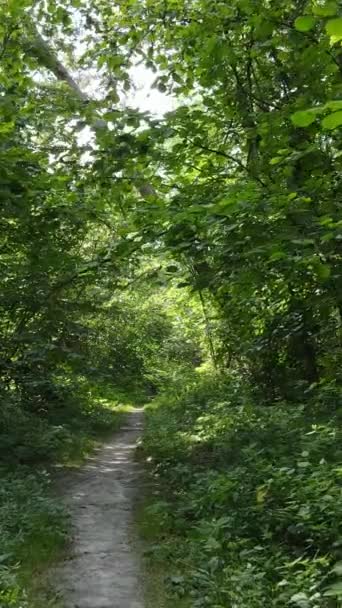 Vídeo vertical da floresta de verão por dia — Vídeo de Stock