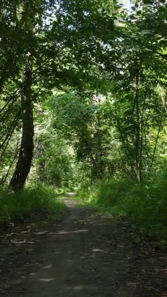 Vídeo vertical da floresta de verão por dia — Vídeo de Stock