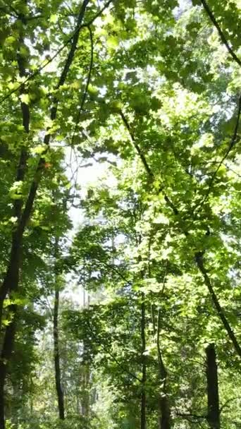 Video verticale della foresta estiva di giorno — Video Stock