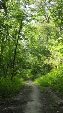 Gündüz yaz ormanlarının dikey videosu