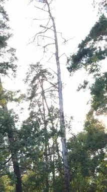 Gündüzleri güzel yeşil ormanın dikey videosu