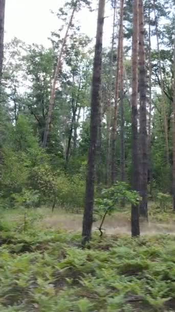 Vidéo verticale de la forêt d'été par jour — Video