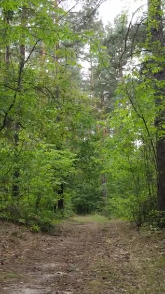 Vídeo vertical del bosque de verano durante el día — Vídeos de Stock