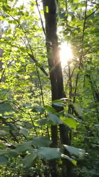 Vidéo verticale de la forêt d'été par jour — Video