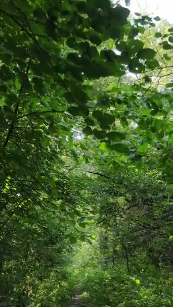 Verticale video van prachtig groen bos overdag — Stockvideo