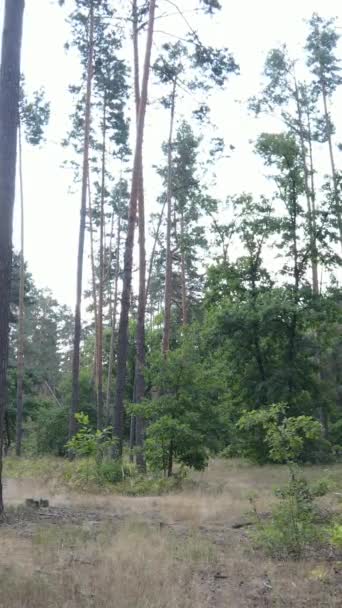 Vidéo verticale de belle forêt verte de jour — Video