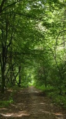 Gündüzleri güzel yeşil ormanın dikey videosu