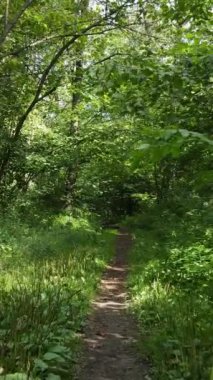 Gündüzleri güzel yeşil ormanın dikey videosu