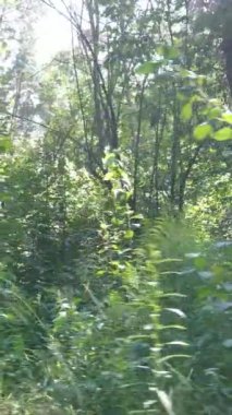 Gündüzleri güzel yeşil ormanın dikey videosu