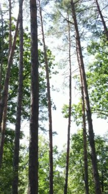 Gündüzleri güzel yeşil ormanın dikey videosu