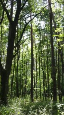 Gündüzleri güzel yeşil ormanın dikey videosu