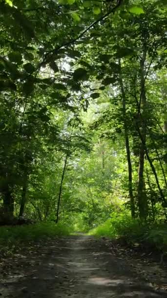 Függőleges videó gyönyörű zöld erdő nappal — Stock videók