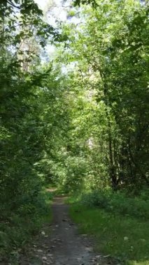 Gündüzleri güzel yeşil ormanın dikey videosu