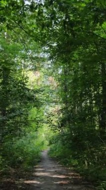 Gündüzleri güzel yeşil ormanın dikey videosu