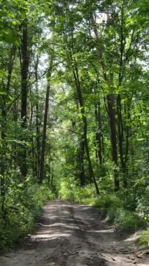 Gündüzleri güzel yeşil ormanın dikey videosu