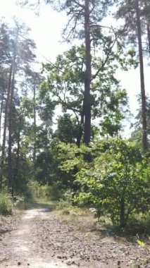 Gündüzleri güzel yeşil ormanın dikey videosu