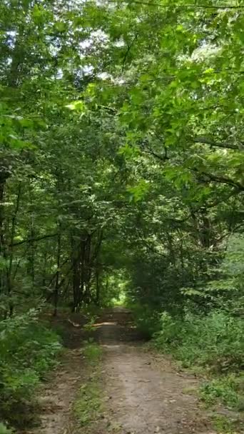 Vídeo vertical de hermoso bosque verde durante el día — Vídeo de stock