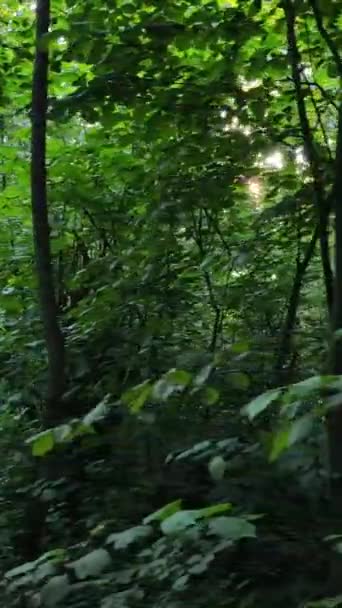 Vidéo verticale de belle forêt verte de jour — Video