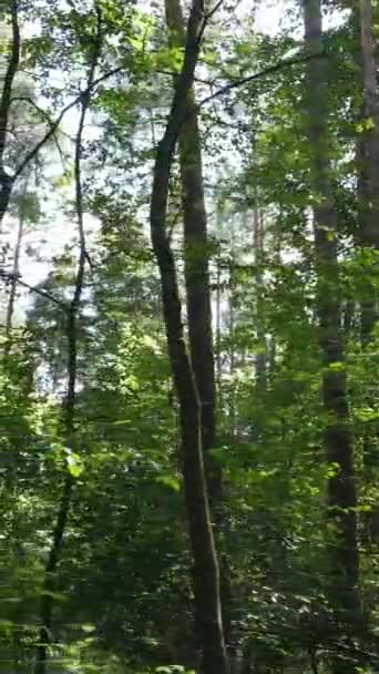 Vídeo vertical de bela floresta verde durante o dia — Vídeo de Stock