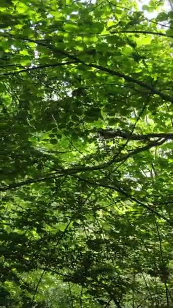 Vídeo vertical de bela floresta verde durante o dia — Vídeo de Stock