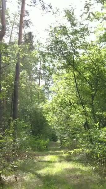 Vertikální video krásného zeleného lesa ve dne — Stock video