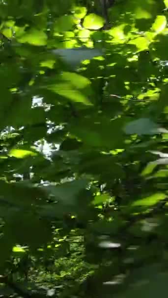 Vídeo vertical de bela floresta verde durante o dia — Vídeo de Stock