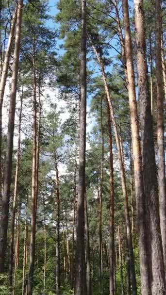 Vertikales Video des schönen grünen Waldes bei Tag — Stockvideo