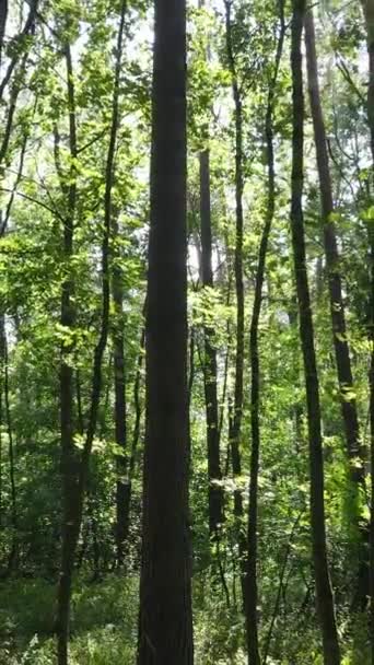 Gündüzleri güzel yeşil ormanın dikey videosu — Stok video