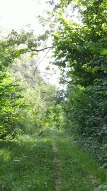 Gündüzleri güzel yeşil ormanın dikey videosu