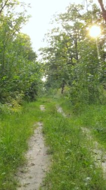 Gündüzleri güzel yeşil ormanın dikey videosu