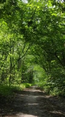 Gündüzleri güzel yeşil ormanın dikey videosu